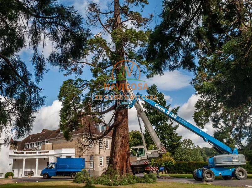 Xe nang nguoi cat tia cay xanh